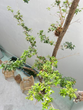 TreeHaus 38 Moulmein by SSL - Pulau Tikus Georgetown